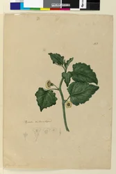 Página 153. Physalis naturalizada